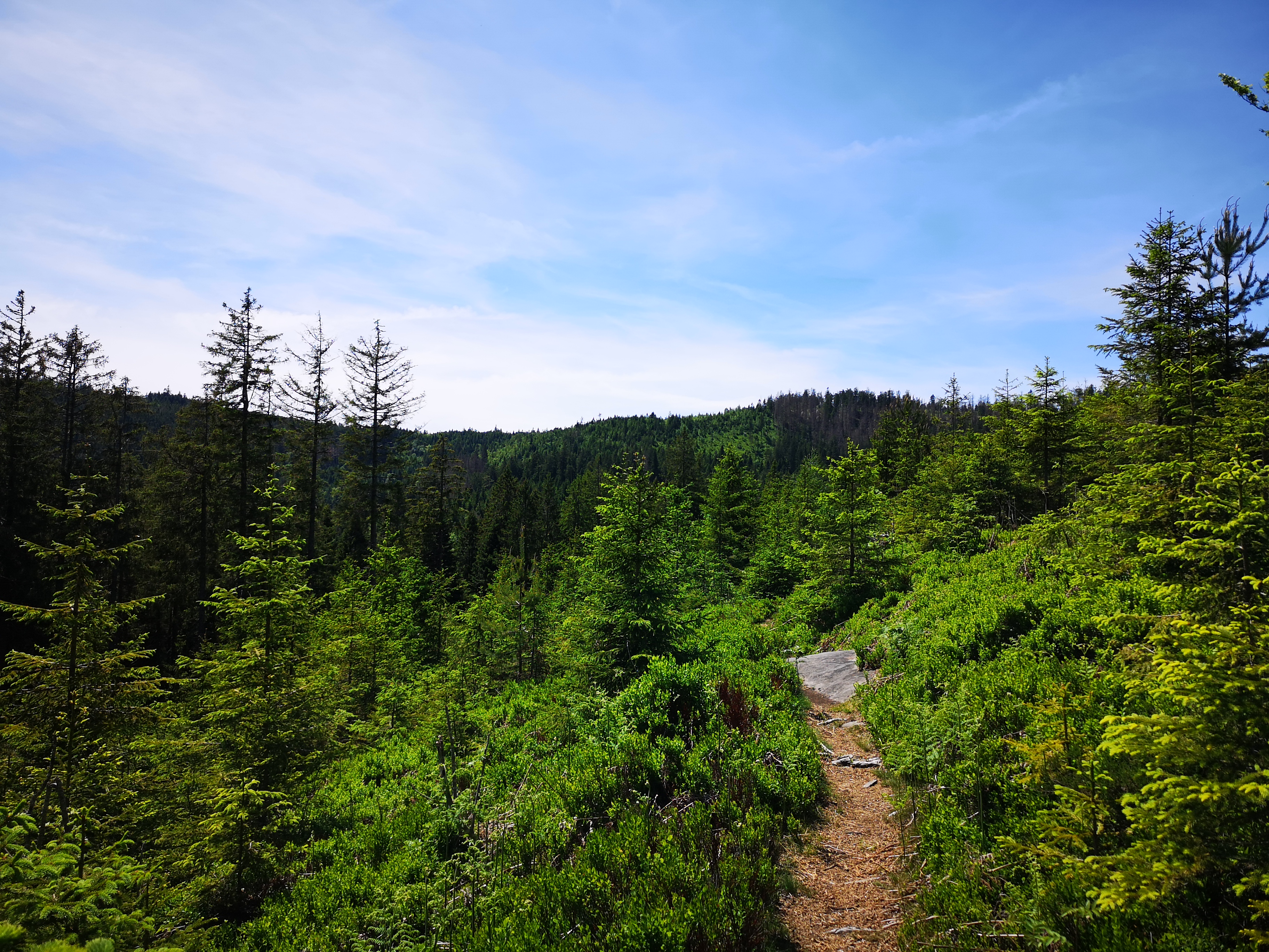 Oppenauer Nationalparkrunde